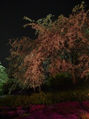 芝桜と