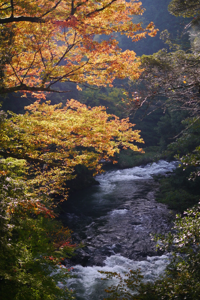 大聖寺川 初秋