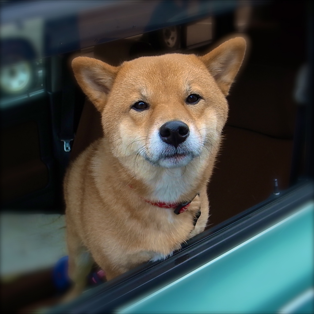 なんですかそのカメラは？