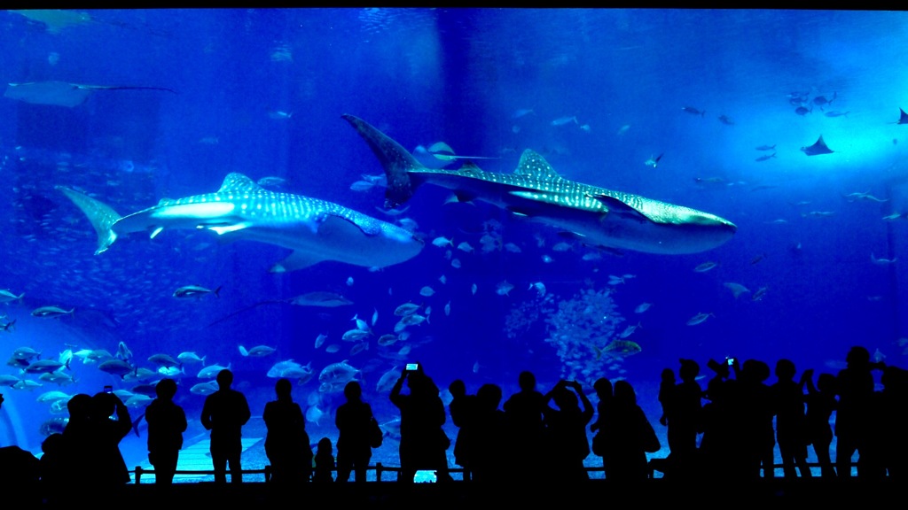 美ら海水族館のアイドル