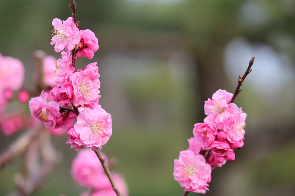 梅の花「楊貴妃」