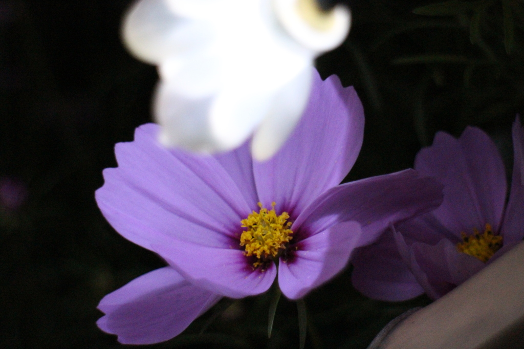 花の照明
