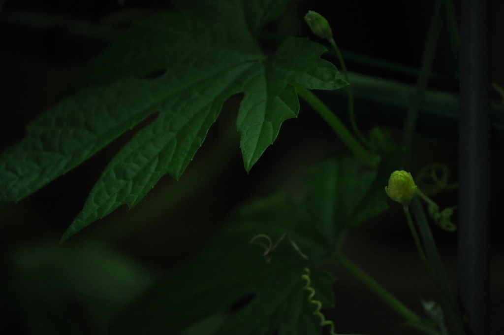 ゴーヤの花