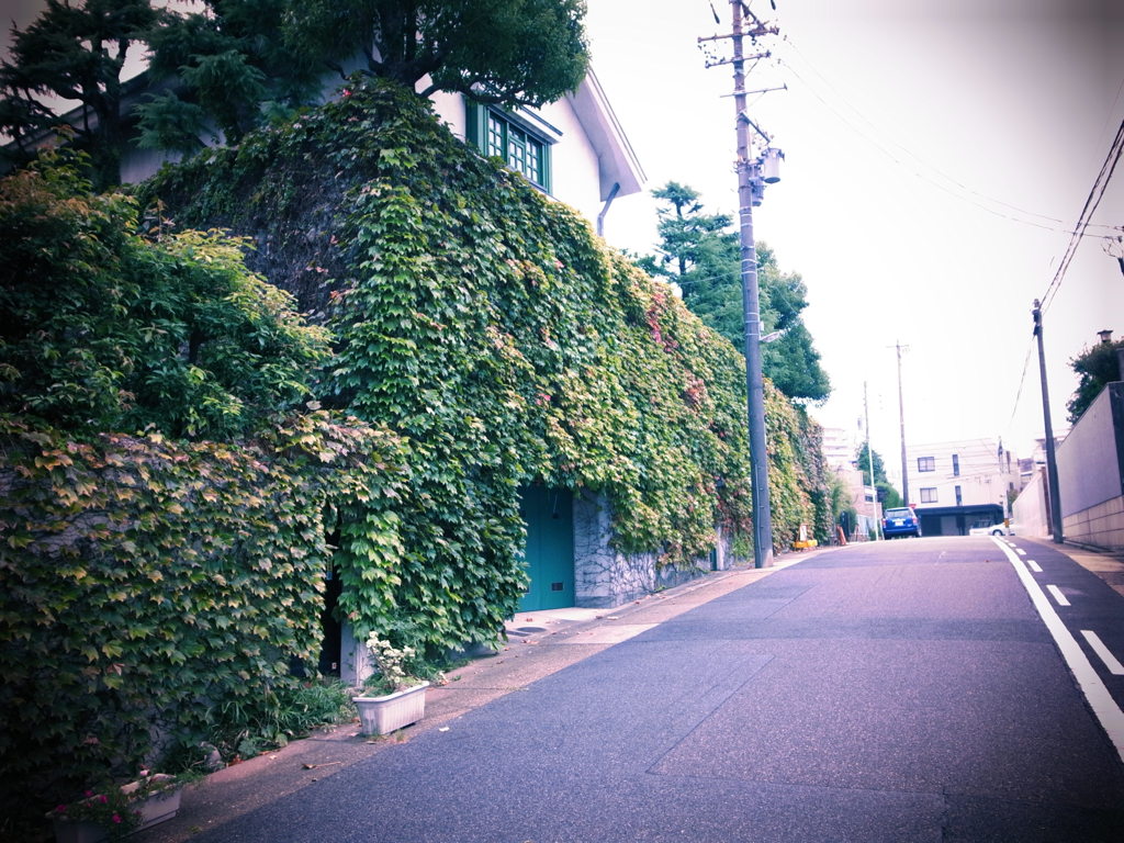 茂る家