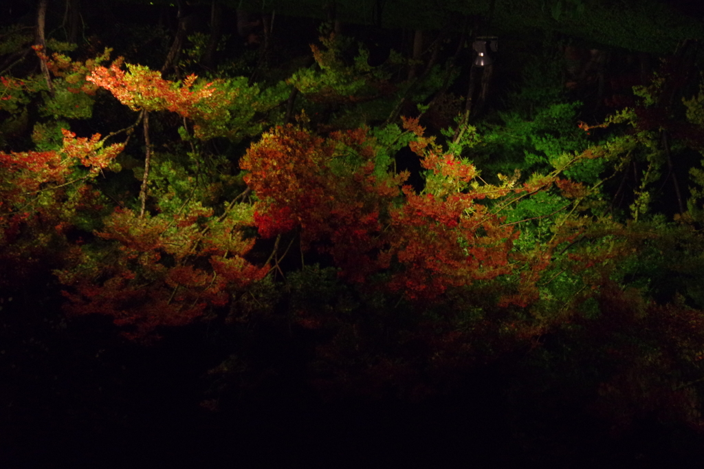 水面に写る紅葉