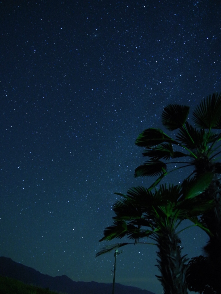 ソテツと星空