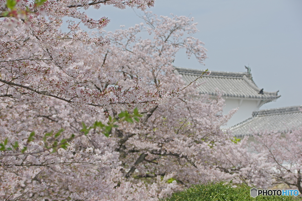 桜満開