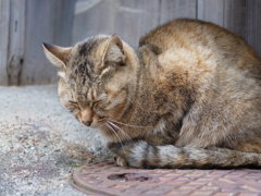 眠い猫