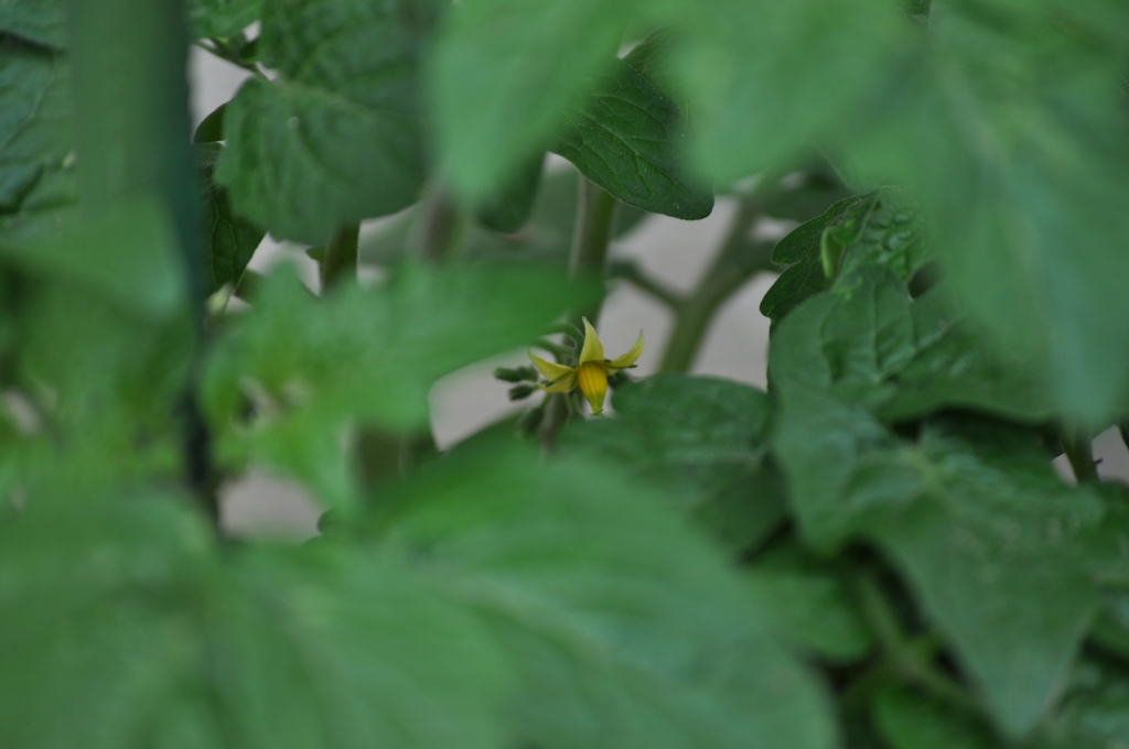 観賞用トマト一番花