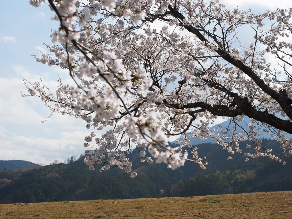 桜！