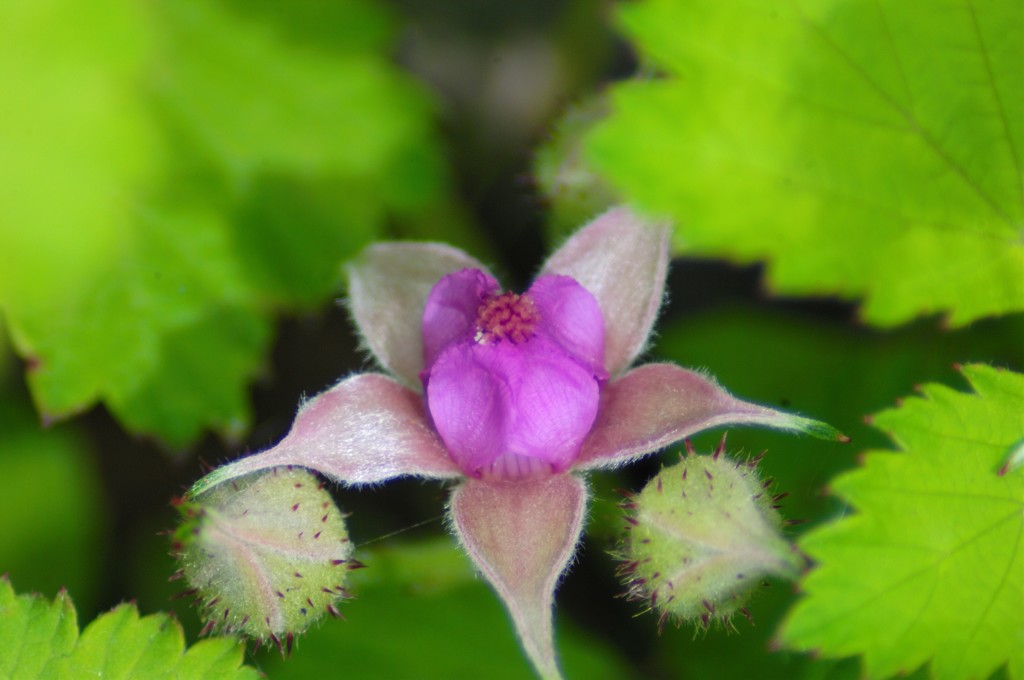 野いちごの花（苗代イチゴ）