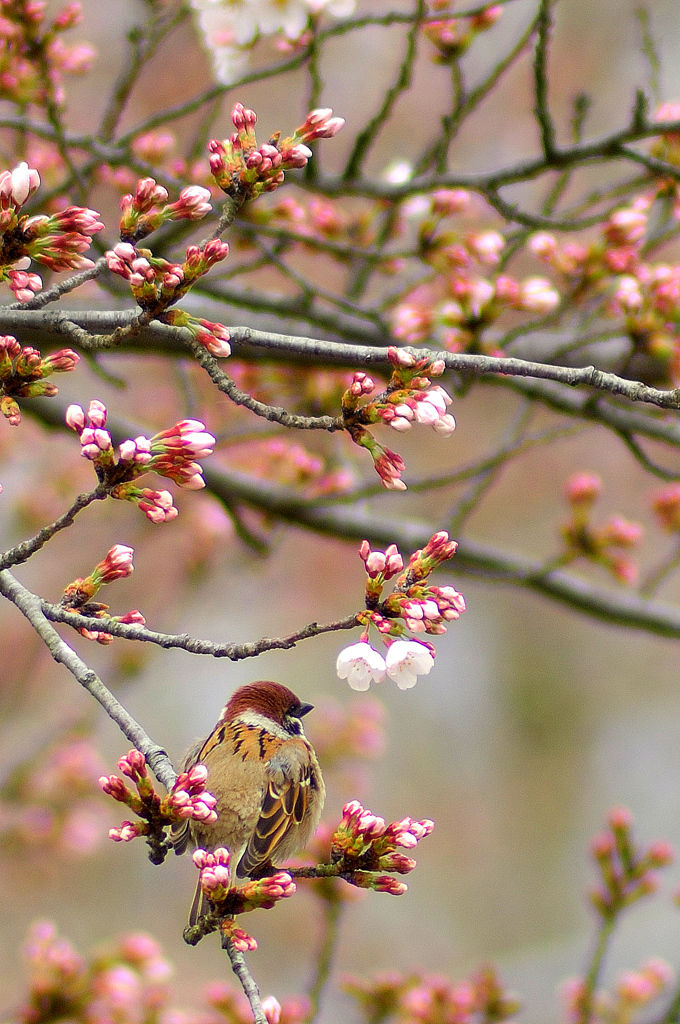 桜雀