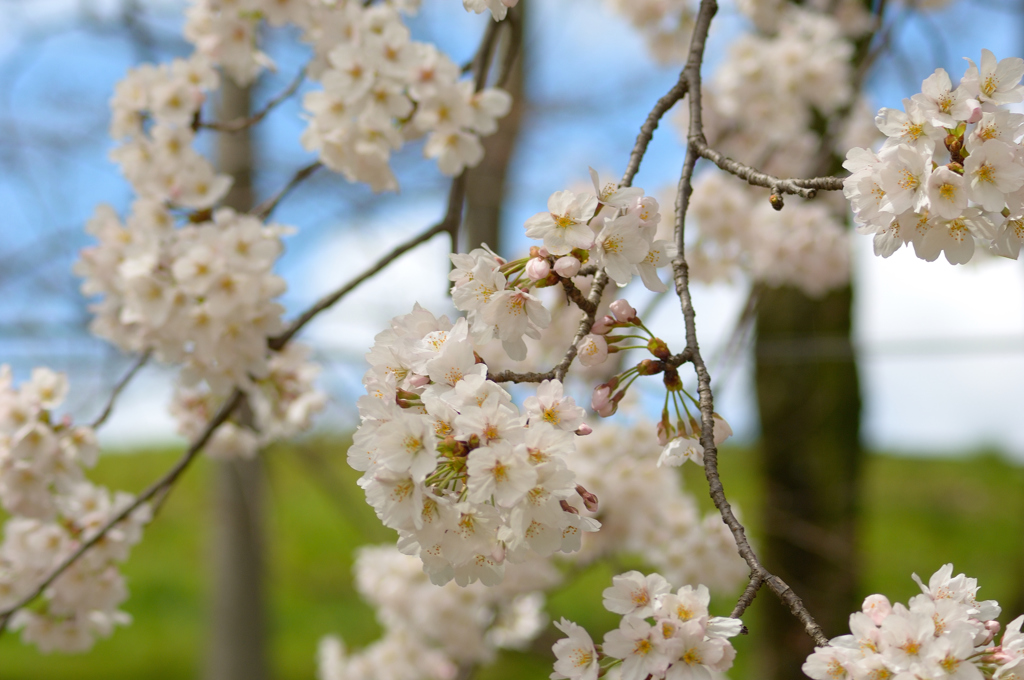 ひさかたの光のどけき春の日にしづ心なく花ぞ散るらむ