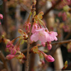 開花