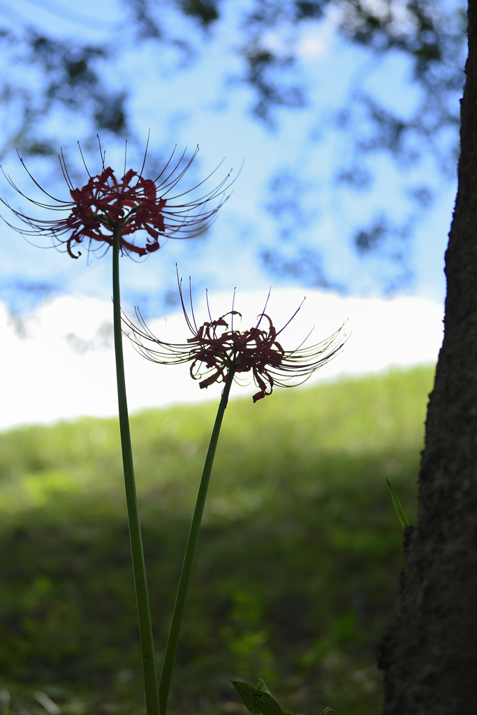 夏の終わりを告げる花