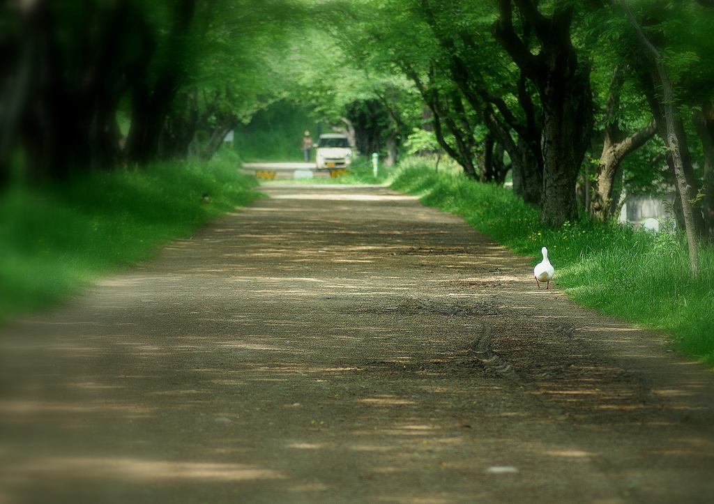 散歩道