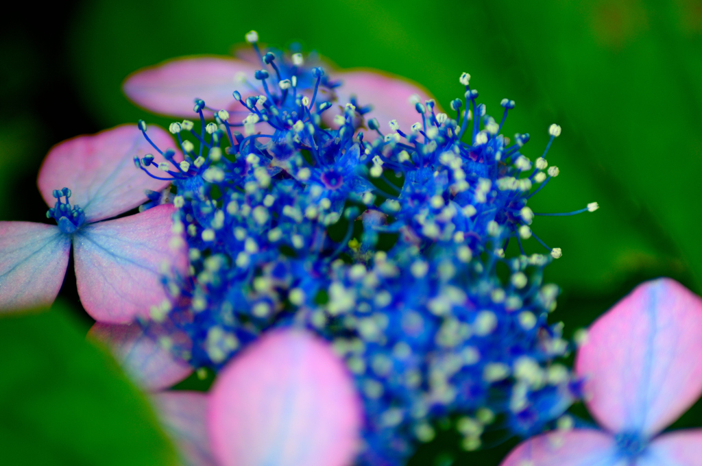 雨上がりの紫陽花