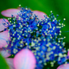 雨上がりの紫陽花