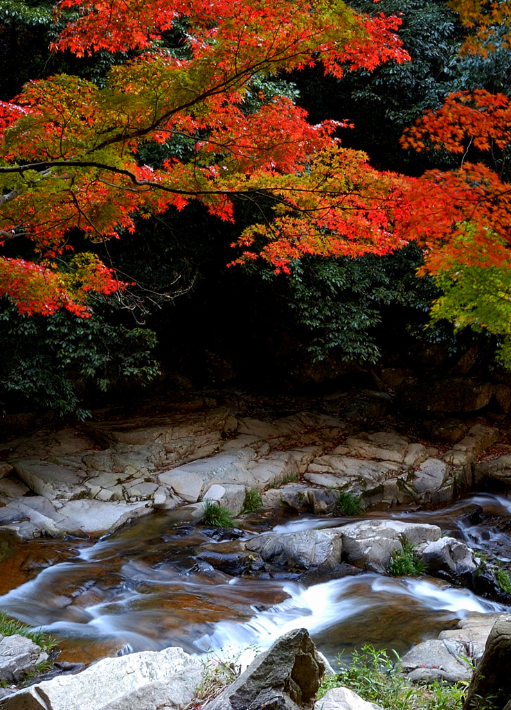 斑紅葉の渓
