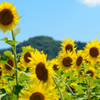 ひまわり畑で死にかけて・・・