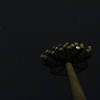 星空を見上げて・・・
