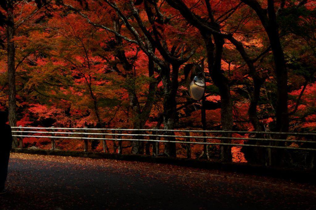 紅葉の道