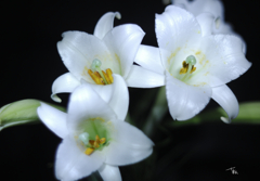 Lilium longiflorum