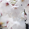 桜雨