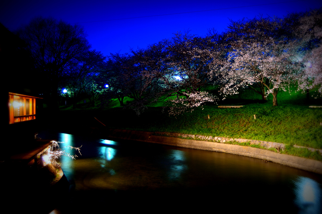 夜桜