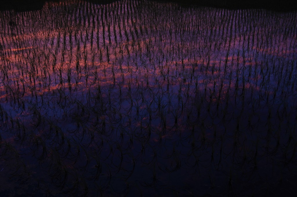 the evening glow