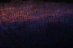 the evening glow