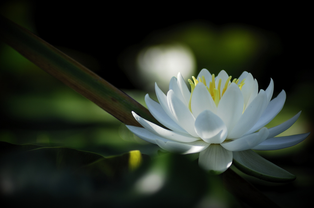 purity of heart
