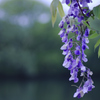 藤の花言葉は・・・