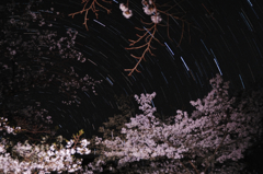 夜桜の時間