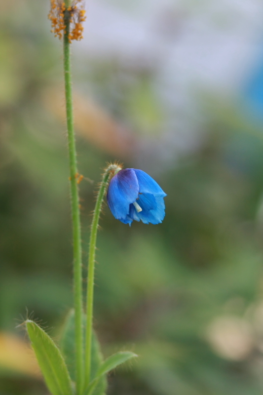 青い芥子の花