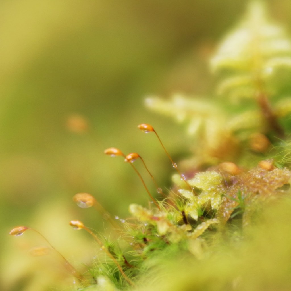 Moss in rain