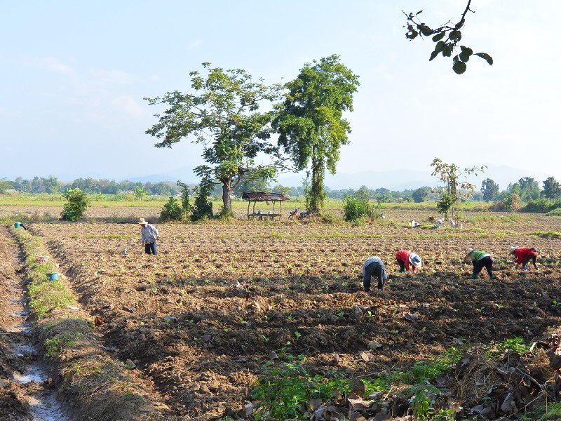 Agricultural field