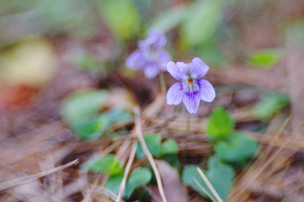 Flower in KARAKUWA-peninsula