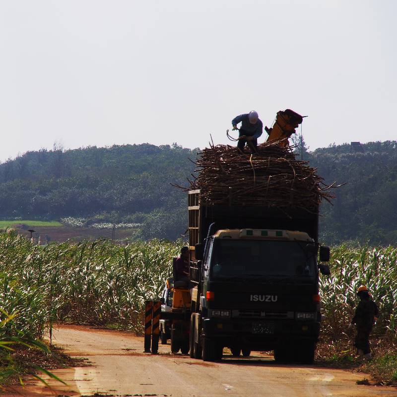 Harvest of sugarcane