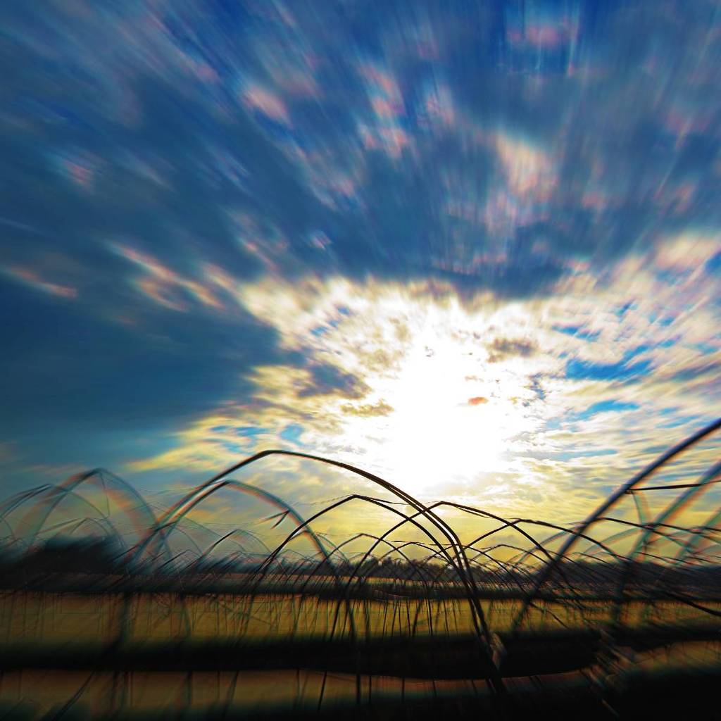 Evening sunlight over greenhouse frames