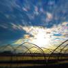 Evening sunlight over greenhouse frames