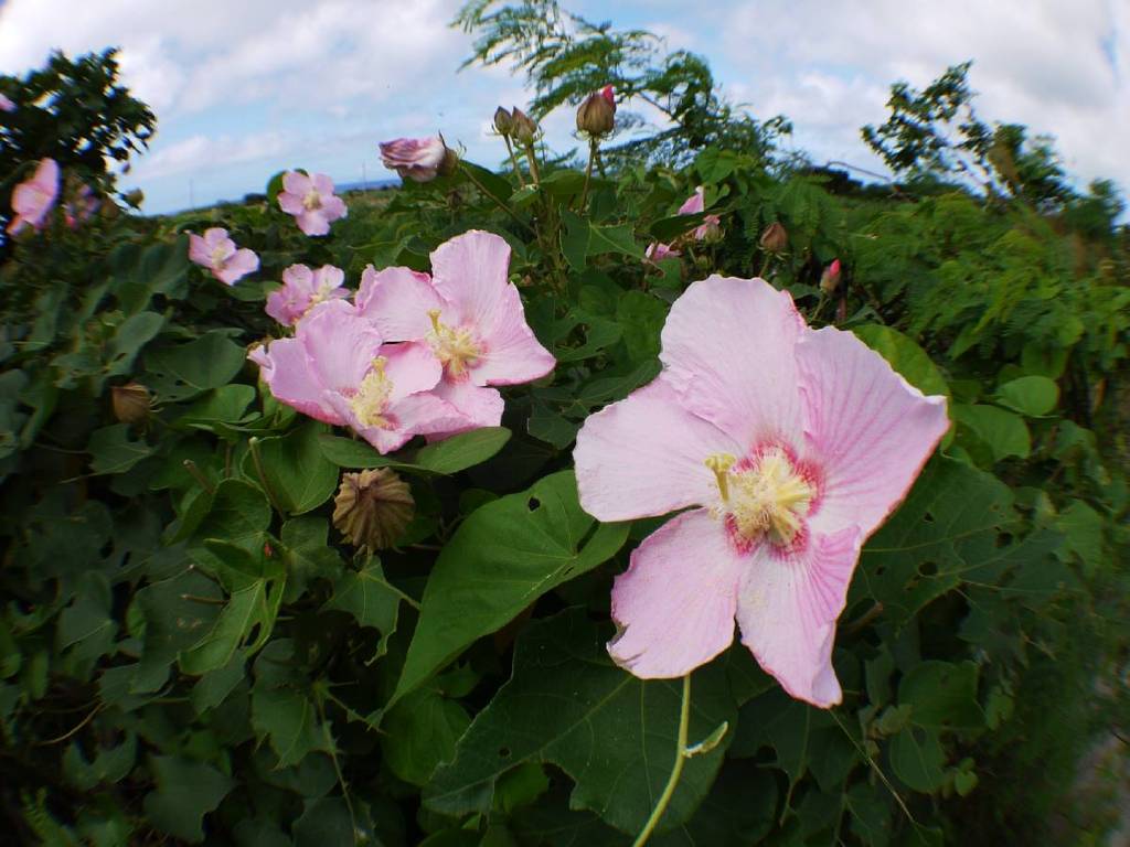 石垣島に咲く花（アオイ科、たぶん）