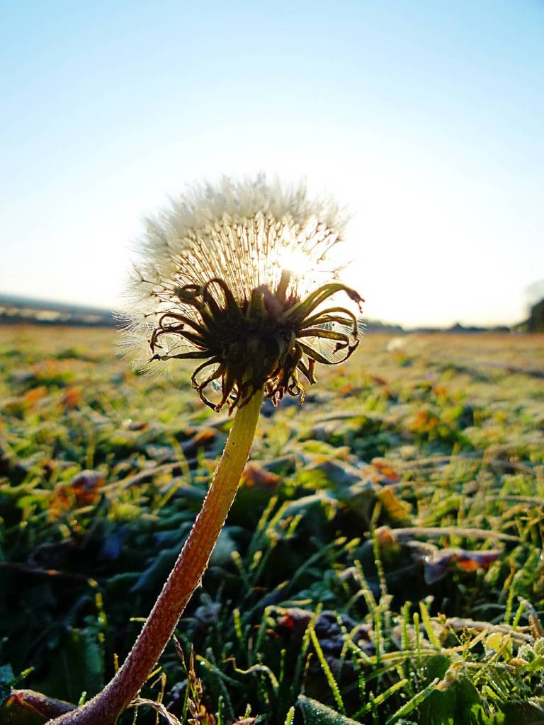 Dandelion in winter (2)