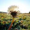 Dandelion in winter (2)