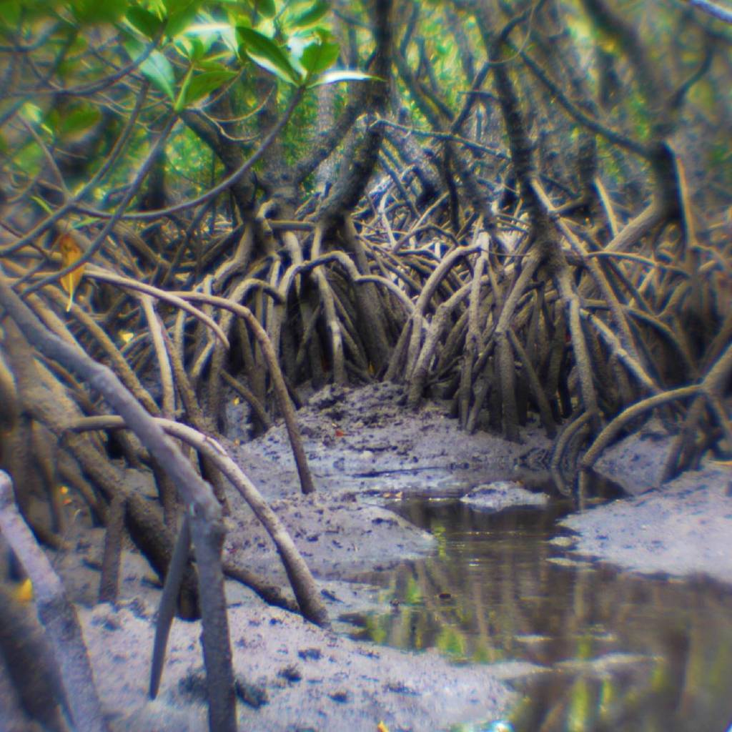 Mangrove