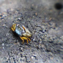 Fiddler crab