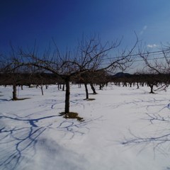Winter orchard 