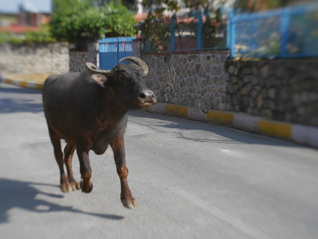 Gallop in Pokhara