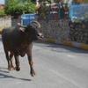 Gallop in Pokhara