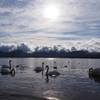 Swans